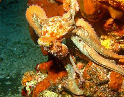 I found this Octo all alone on a night dive on Paradise R... by Paul Holota 